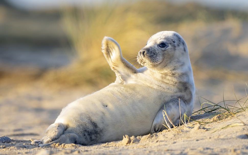 Where Can I see Seals in Norfolk during 2020