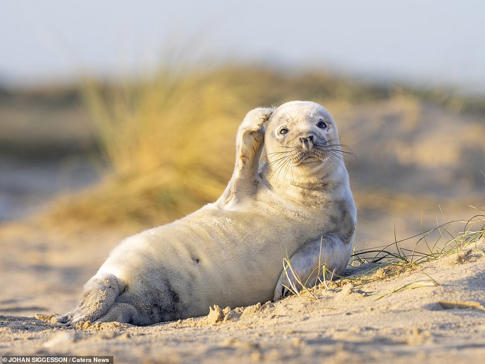 A Grey Seal in Norfolk scratching his head!