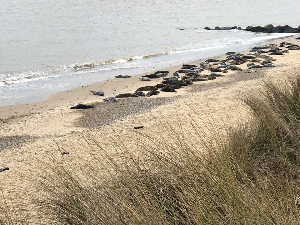 Seals in Norfolk at Horsey