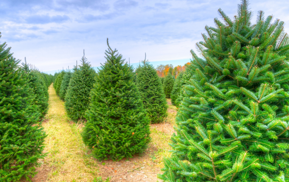 9 Best Christmas Tree Farm In Essex