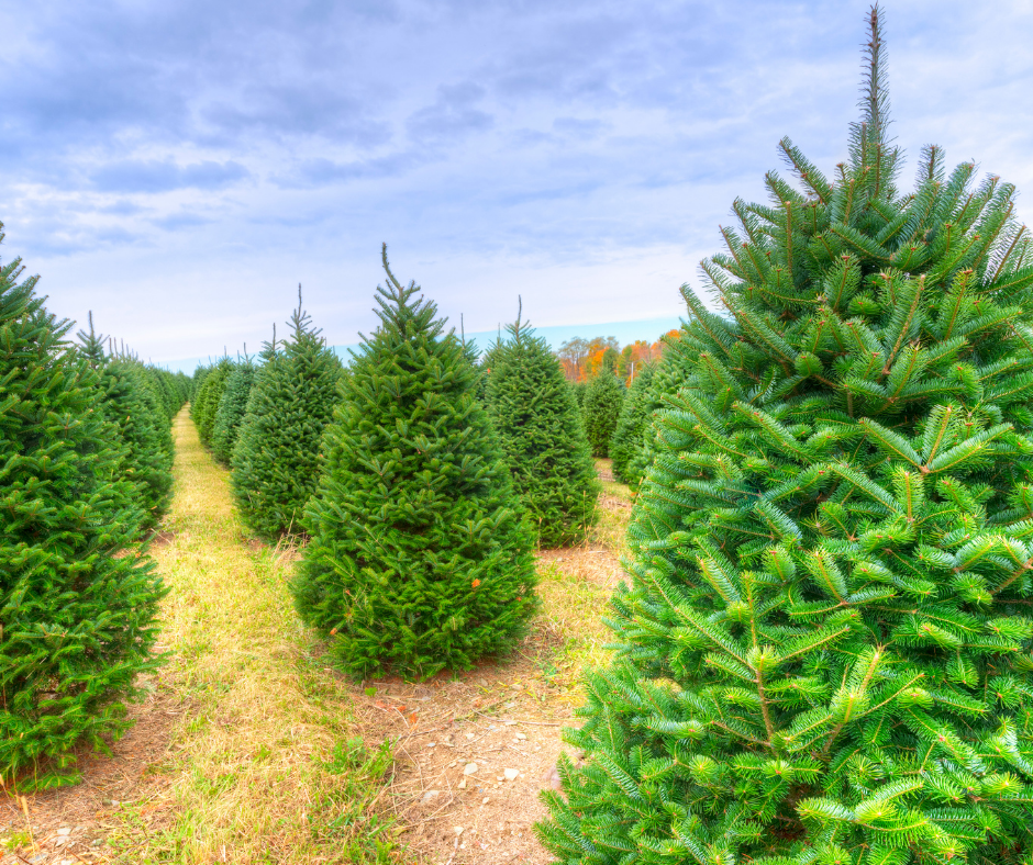happy holidays christmas tree farms linked in