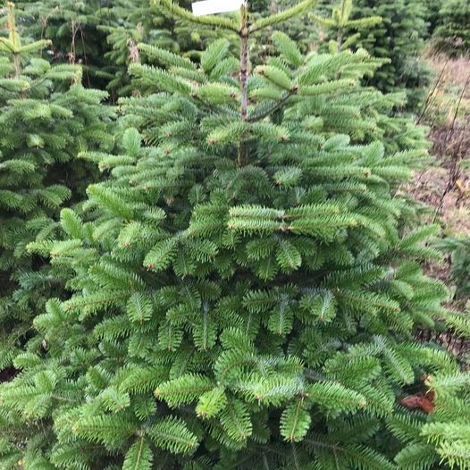 Christmas Tree Farm in Essex - Fiveways Fruit Farm