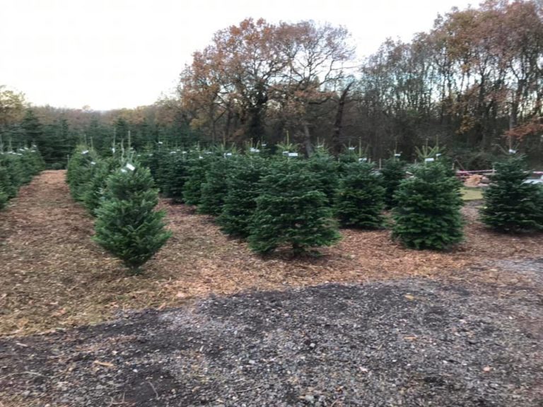 9 Best Christmas Tree Farm in Essex 2024