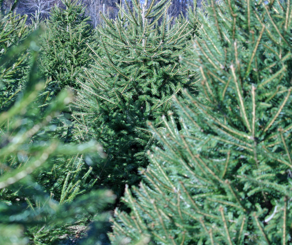 Christmas Trees in Norfolk