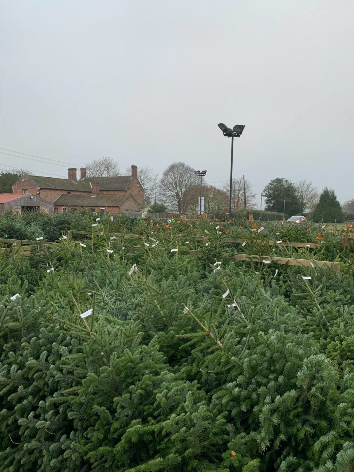 Christmas Trees in Norfolk 2024