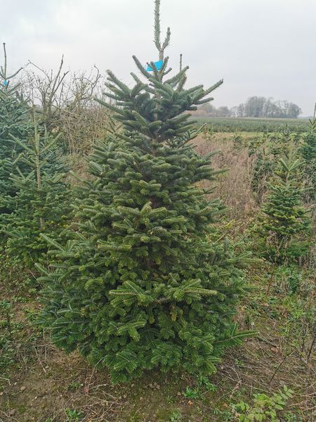 Christmas Trees in Suffolk