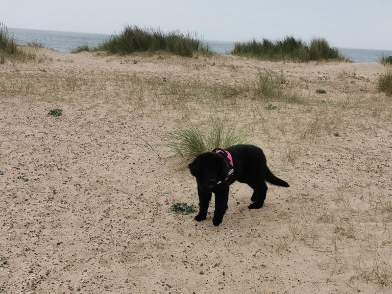 9 Dog Friendly Beaches Great Yarmouth