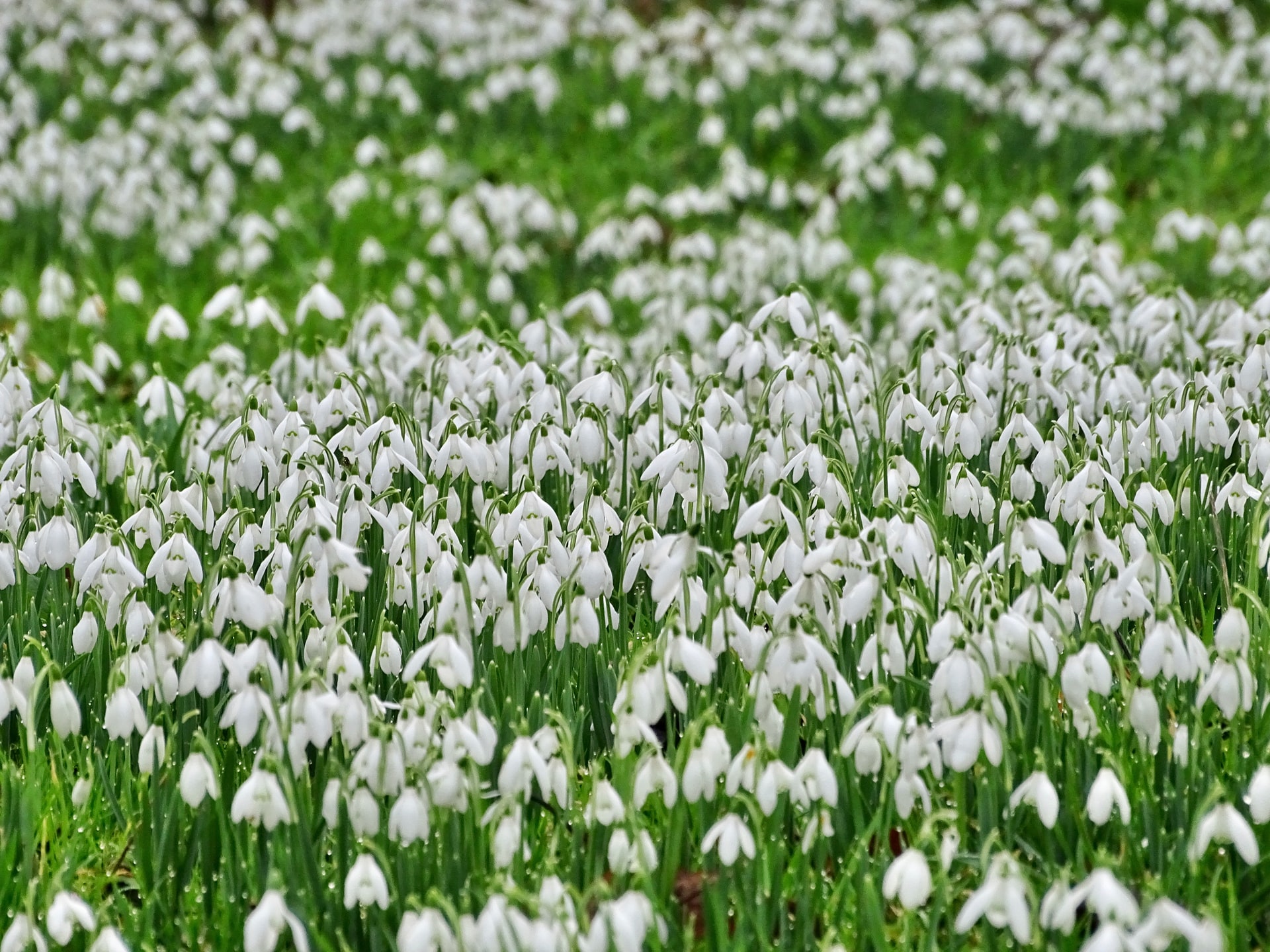 Norfolk Snowdrop Walks