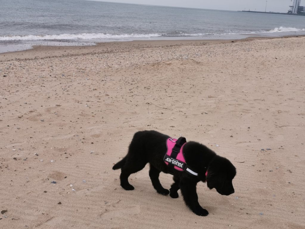 is gorleston beach dog friendly