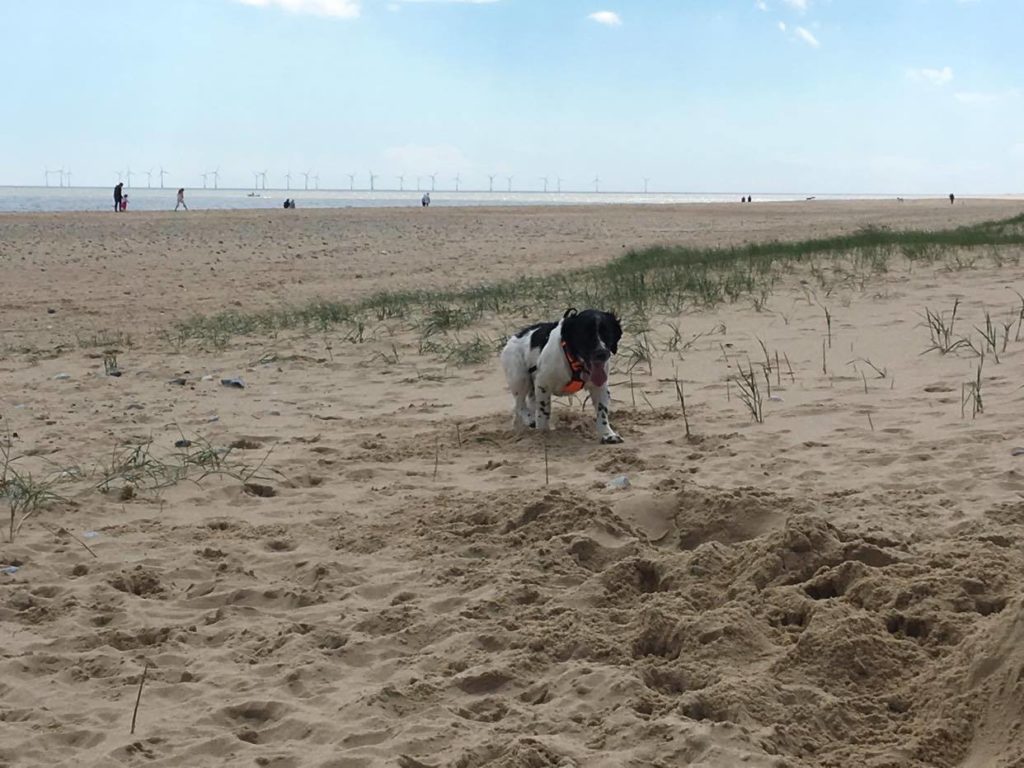 is caister beach dog friendly