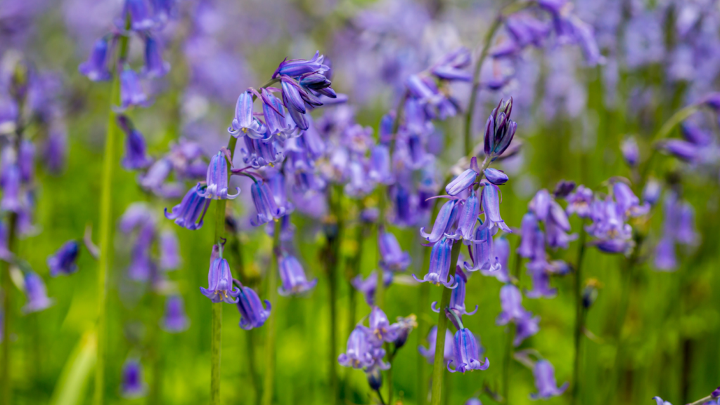 Bluebell Woods Essex