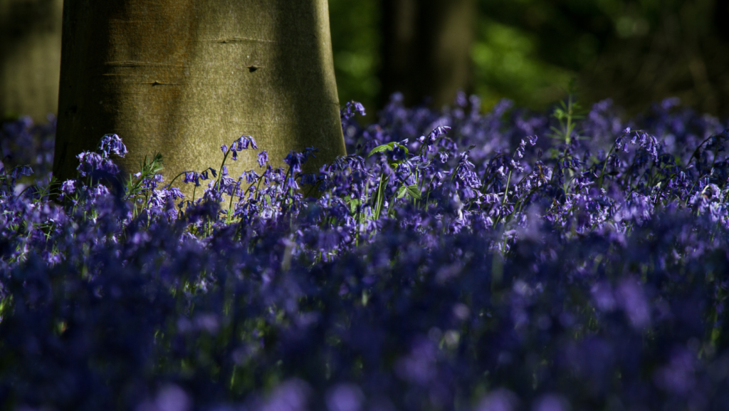 Bluebell Woods Essex