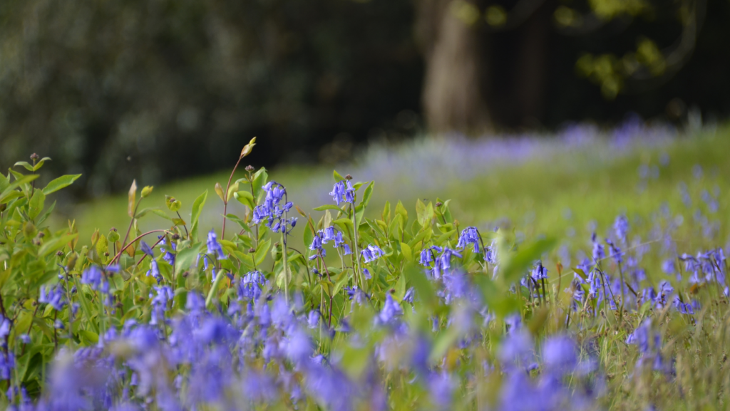 Bluebell Woods Essex