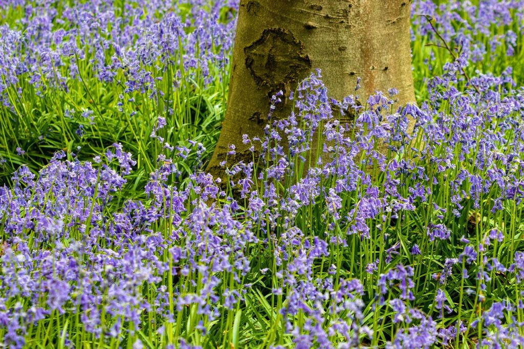 Bluebell Woods Norfolk - Burlingham Woods