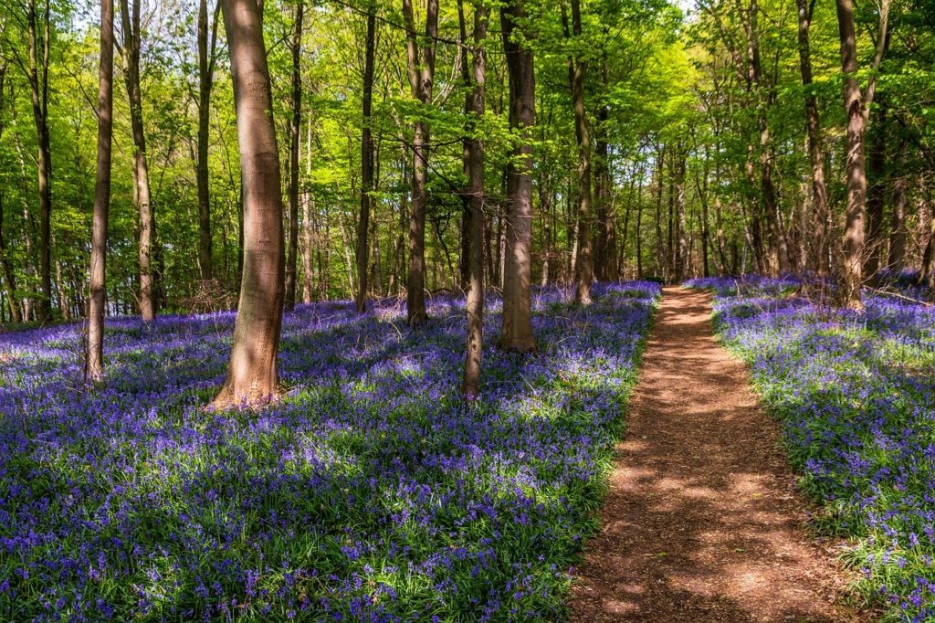 Bluebell Woods Norfolk - Sisland Carr