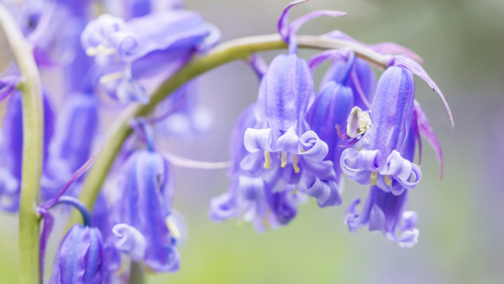 Bluebell Woods Norfolk - Bacton Woods