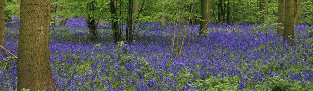 Bluebell Woods Essex - Hanningfield Reservoir