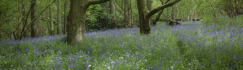 Bluebell woods in Suffolk - Arger fen