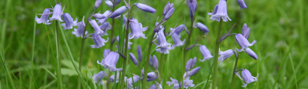 Bluebell Woods in Suffolk - bradfield Woods