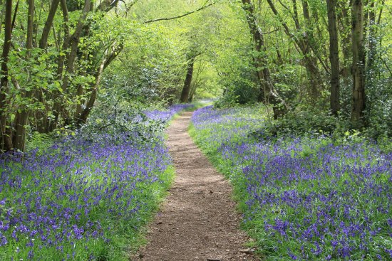 Bluebell Woods Norfolk - Foxley Woods