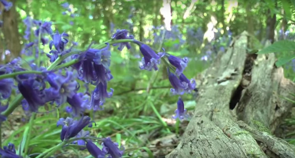 Bluebell Woods Norfolk - Gorleston Bluebell Woods