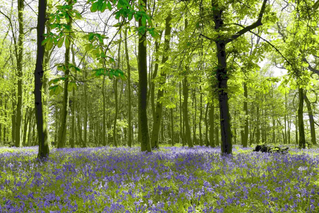 Bluebell Woods Norfolk - Greenacres Memorial Park