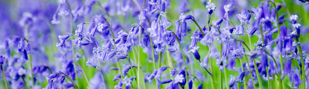Bluebell woods in Suffolk - Groton Woods