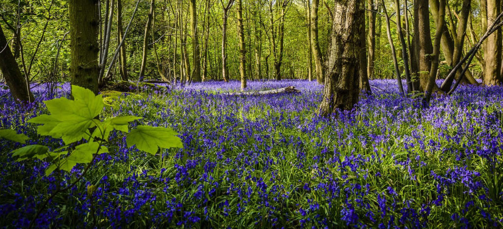 Bluebell Woods Norfolk - Lower Wood Ashwellthorpe