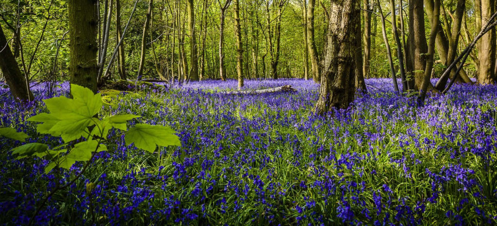 Bluebell - Norfolk Wildlife Trust