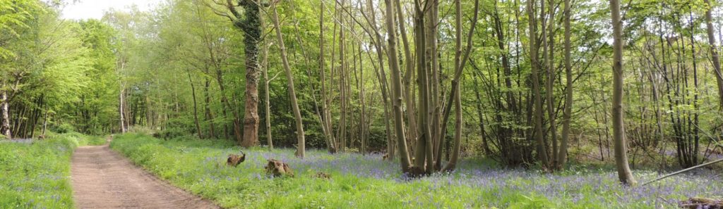 Bluebell Woods Essex - Pound Wood