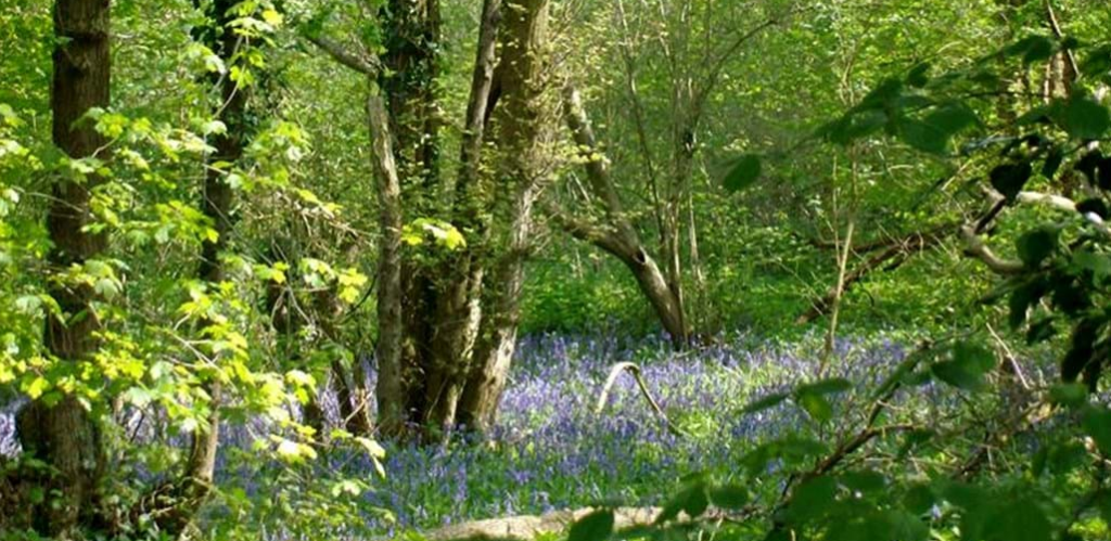 Bluebell Woods in Suffolk - Priestley woods