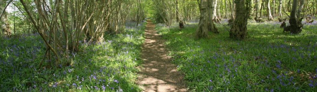 Bluebell Woods in Suffolk - Reydon woods