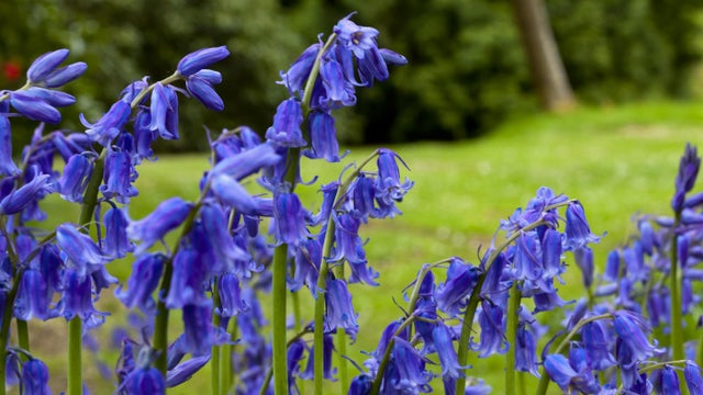 Bluebell Woods Norfolk - Sheringham Park