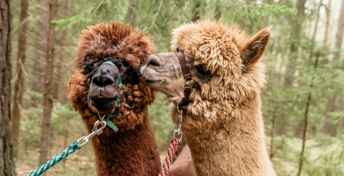 Alpaca Walking Near Me in East Anglia 2021