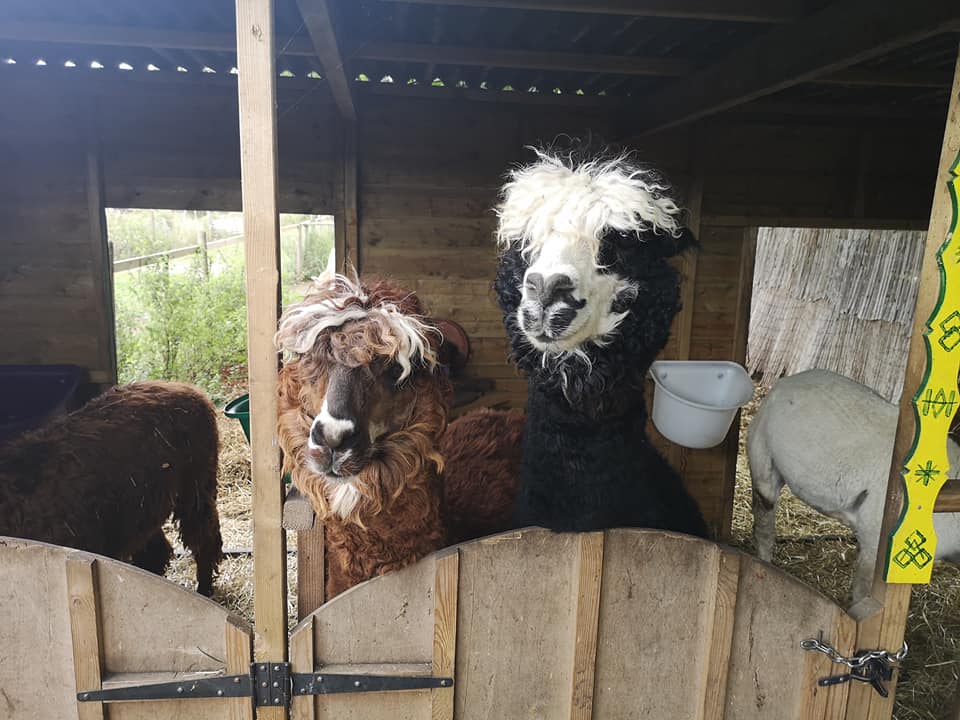 Alpaca Walking near me - Alpaca Trekking Wells