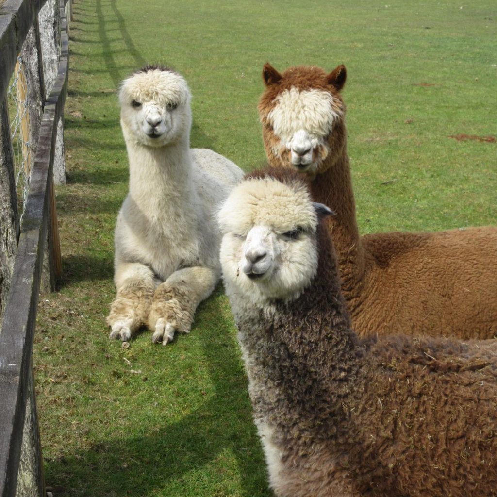 Alpaca Walking Near me - Burnt Fen Alpacas