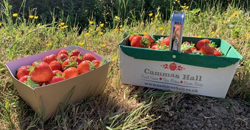 Strawberry picking in Essex - Cammas Hall Fruit Farm