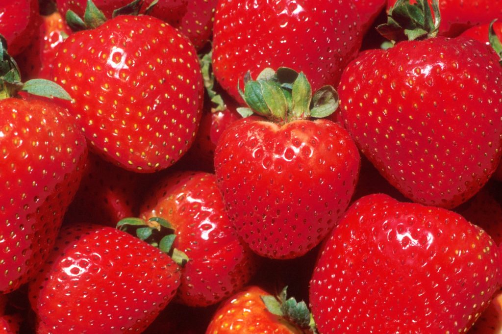 Strawberry picking in Essex - Fiveways Fruit Farm