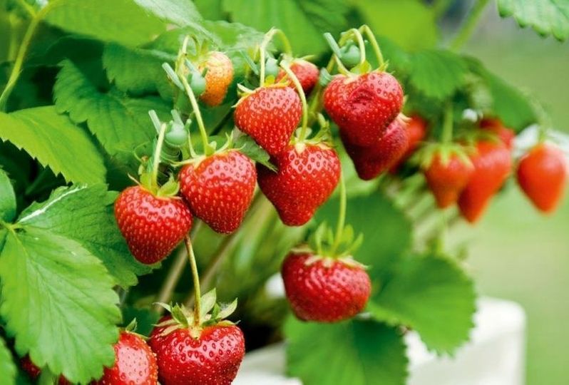 Strawberry Picking in Suffolk - Friday Street Farm
