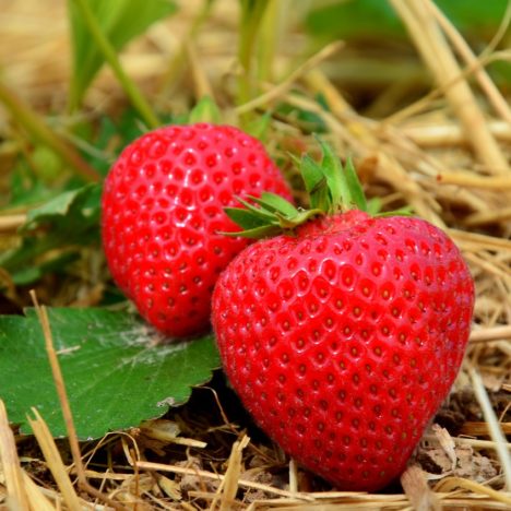 Strawberry Picking in Suffolk
