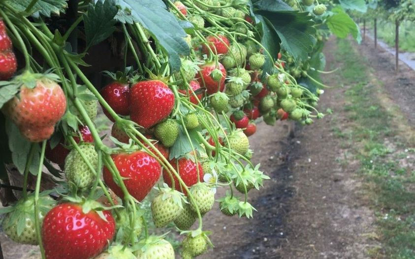 Strawberry Picking in Suffolk - Goslings Farm