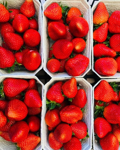 Strawberry Picking in Essex - Lathcoats Farm