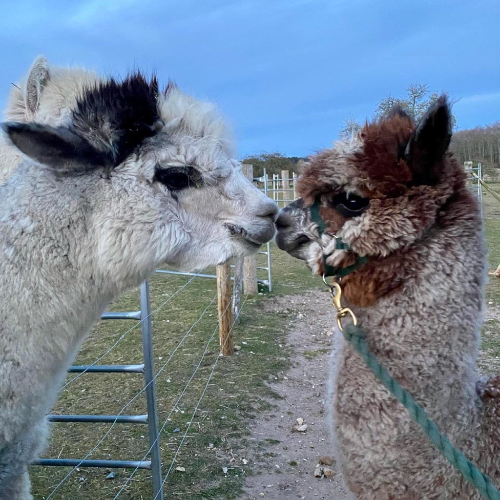 alpaca walking near me in Norfolk - Let's Go Alpacas