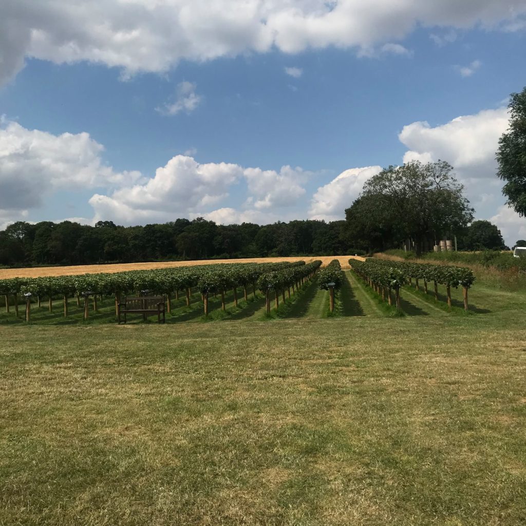 Strawberry Picking in Essex - Little Mountains Farm