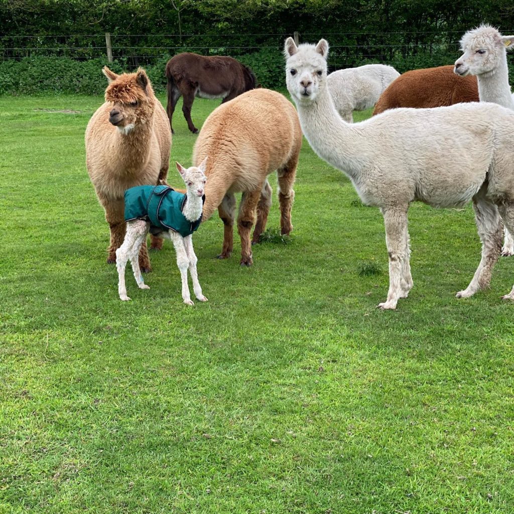 Alpaca Walking Near me - Norfolk Alpacas