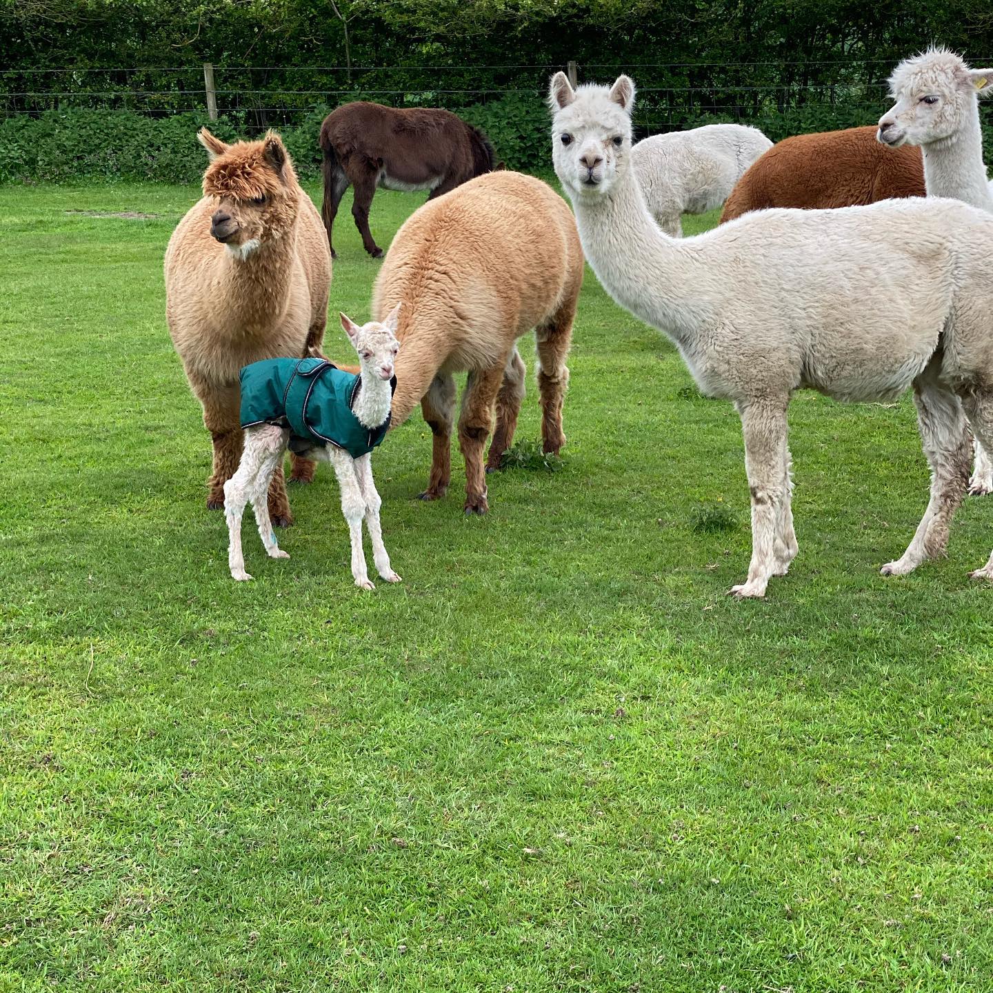 Alpaca Walking Near Me in East Anglia 2021