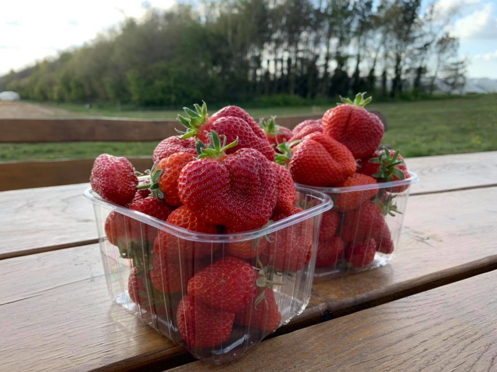Strawberry picking in Norfolk - Sharrington Strawberries