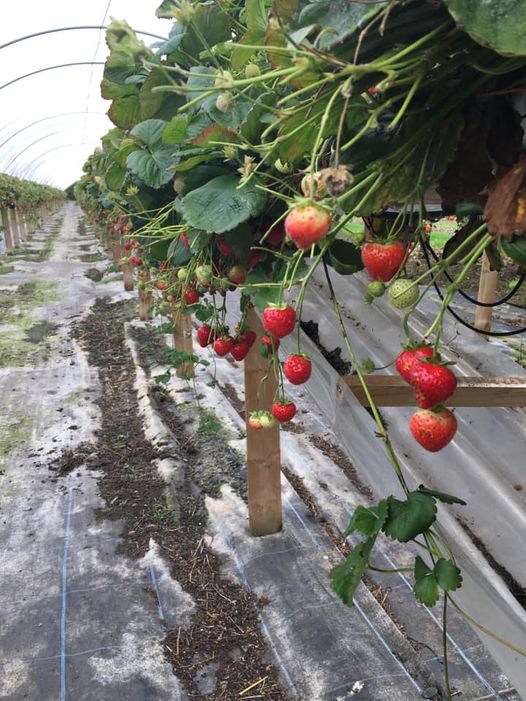 Strawberry picking in Essex - Spencer's Farm Shop