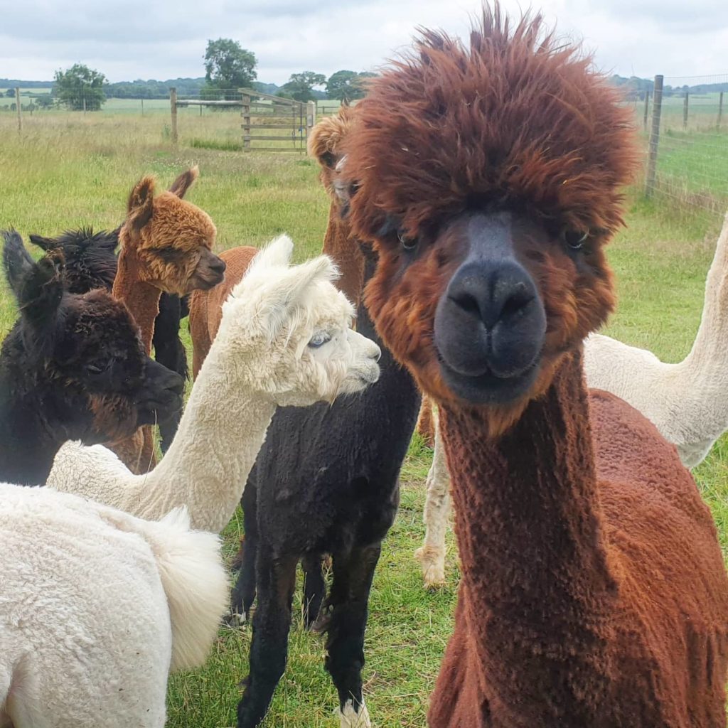 alpaca walking near me - stubbs farm alpacas