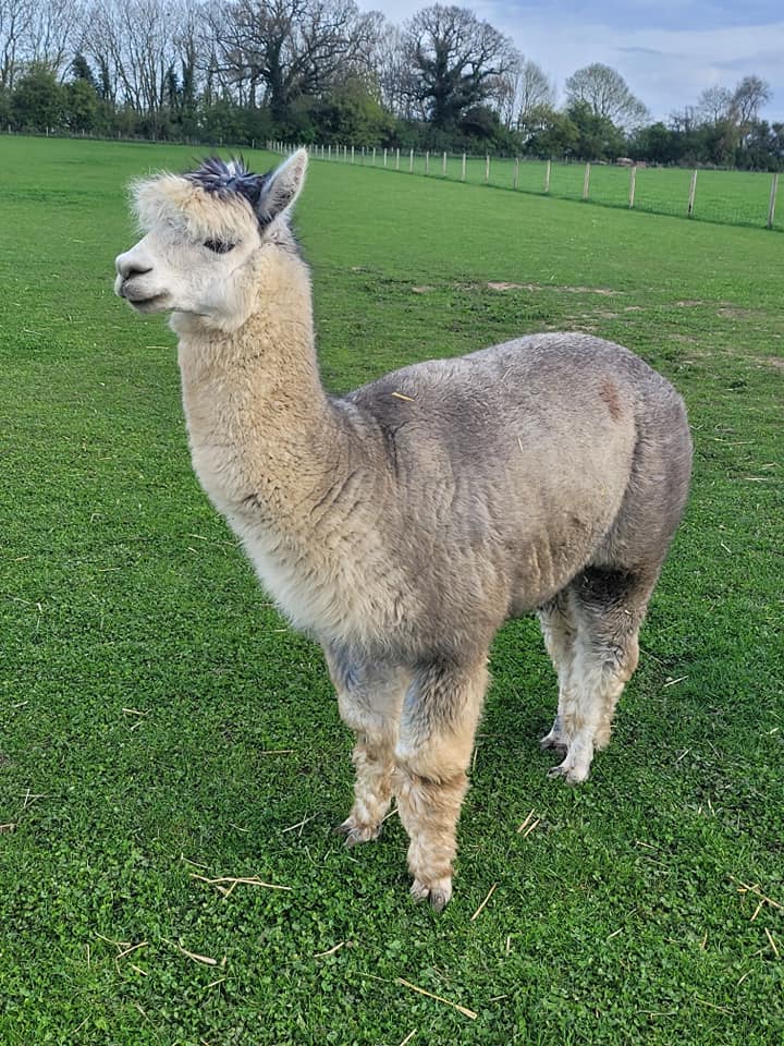 Alpaca Walking Near me - Wymondham Alpacas